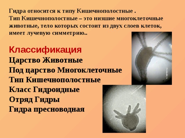Кракен нарка шоп