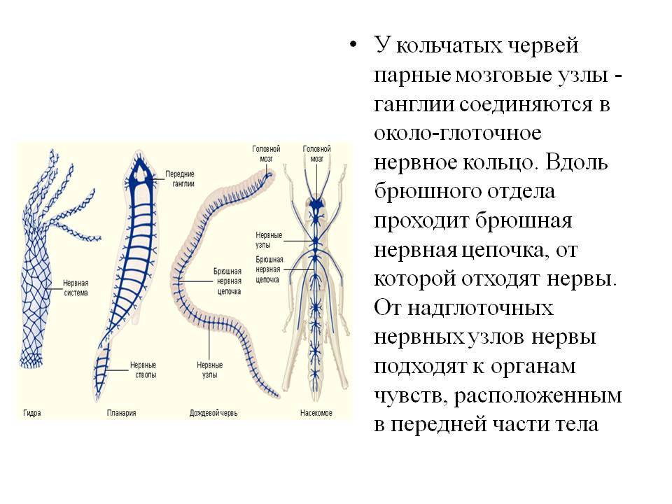 Кракена точка нет